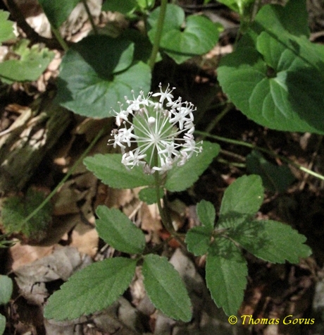 {Panax trifolius}